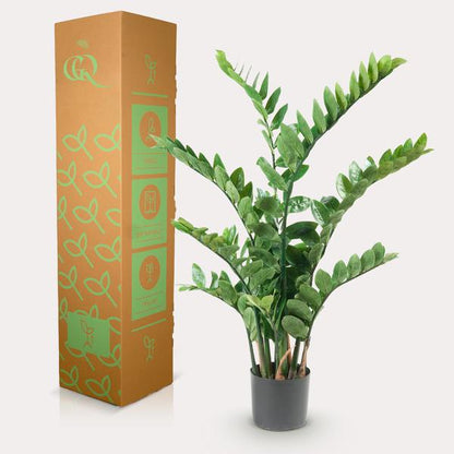 Kunstpflanze - Zamioculcas - Zimmerpalme - 110 cm 