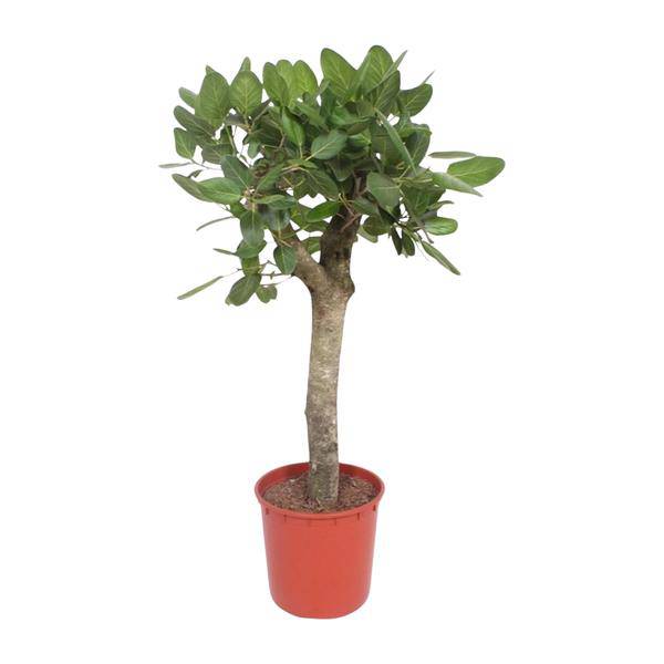 Banyan-Feige - Ficus Benghalensis - 150cm - ø34cm 