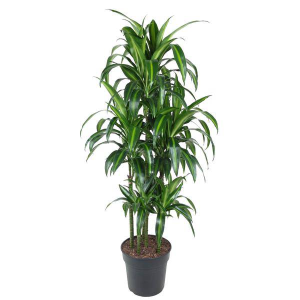 Drachenbaum – Dracaena Hawaiiana Karussell 150cm – Ø31cm – Zimmerpflanze mit langen glänzenden Blättern – Elegante pflegeleichte Grünpflanze für Wohnzimmer, Büro & Wintergarten 