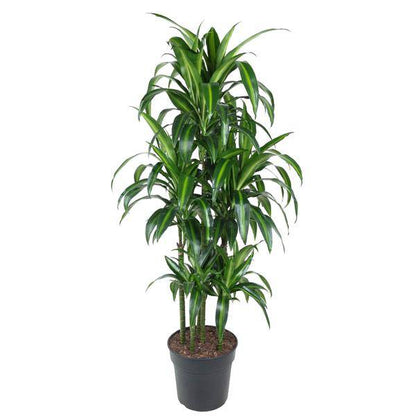 Drachenbaum – Dracaena Hawaiiana Karussell 150cm – Ø31cm – Zimmerpflanze mit langen glänzenden Blättern – Elegante pflegeleichte Grünpflanze für Wohnzimmer, Büro & Wintergarten 