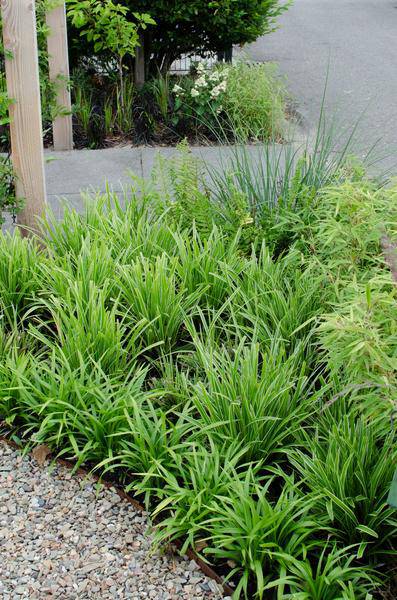 Weißrandige Segge – Carex morrowii 'Icedance' – Immergrünes Ziergras – Winterhart & pflegeleicht – Ø14 cm Topf – Ca. 30 cm hoch – Für Beete, Rabatten & Pflanzkübel 