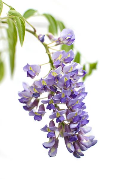 Chinesischer Blauregen - Wisteria sinensis 'Prolific' Glyzinie - Ø15cm - ↕65cm 