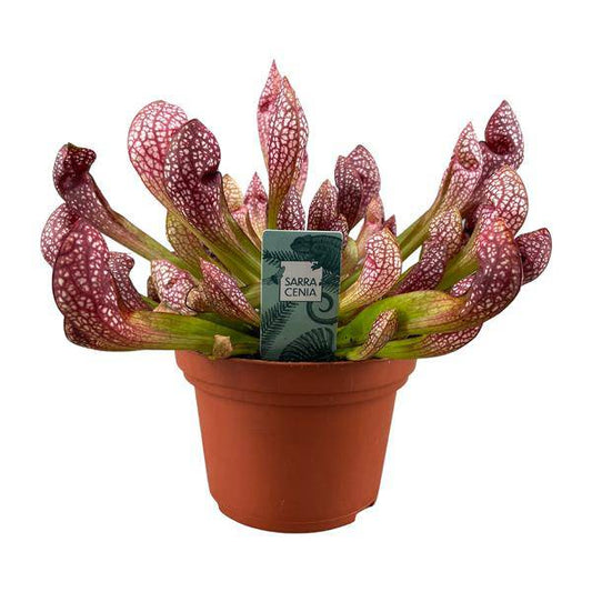 Schlauchpflanze - Sarracenia Scarlet Belle - Zimmerpflanze - Ø12cm - ↕40cm 
