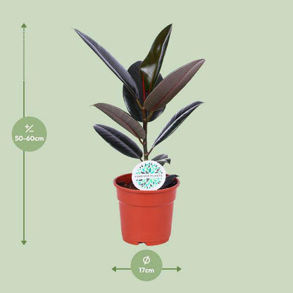 Gummibaum - Ficus Elastica Abidjan - Zimmerpflanze - Ø17cm - ↕55cm 