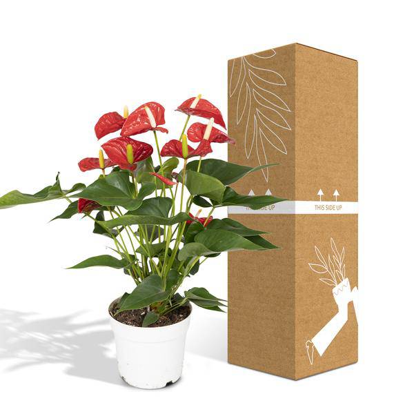 Flamingoblume - Anthurium Rot - Zimmerpflanze - Ø17cm - ↕55cm – Elegante rote Blüten – Pflegeleichte Zimmerpflanze 