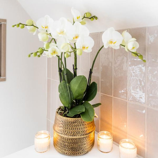 Weiße Phalaenopsis Orchidee Juwel Gent – 2–3 Zweige – Ø12cm Groove Ziertopf – Silberner Rillen-Topf – Elegante blühende Zimmerpflanze – 40cm hoch 