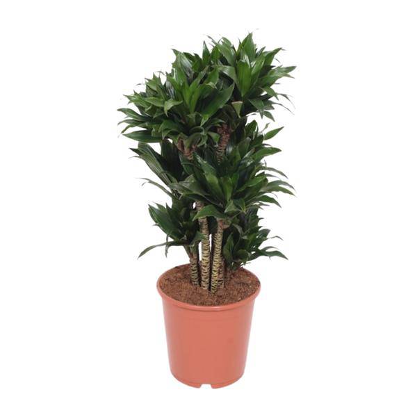 Drachenbaum - Dracaena Compacta - Zimmerpflanze - Ø24cm - ↕80cm 