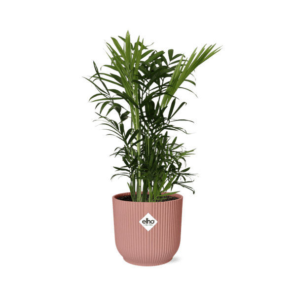 Mexikanische Bergpalme - Chamaedorea Elegans - Zimmerpflanze + Topf Vibes Fold 14cm Rosa 