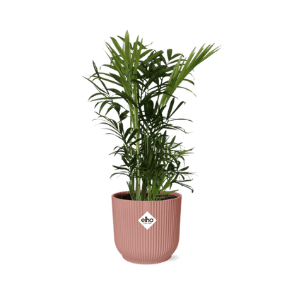 Mexikanische Bergpalme - Chamaedorea Elegans - Zimmerpflanze + Topf Vibes Fold 14cm Rosa 