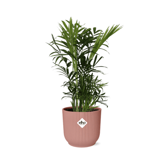 Mexikanische Bergpalme - Chamaedorea Elegans - Zimmerpflanze + Topf Vibes Fold 14cm Rosa 