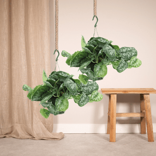 Efeutute - Scindapsus Pictus Trebie Epipremnum - Ø15cm - ↕25cm - 2 Stück 