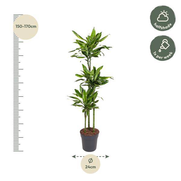 Drachenbaum – Dracaena Golden Coast 160cm – Ø24cm – Zimmerpflanze mit grünen & goldgelben Blättern – Elegante pflegeleichte Dekopflanze für Wohnzimmer, Büro & Wintergarten 