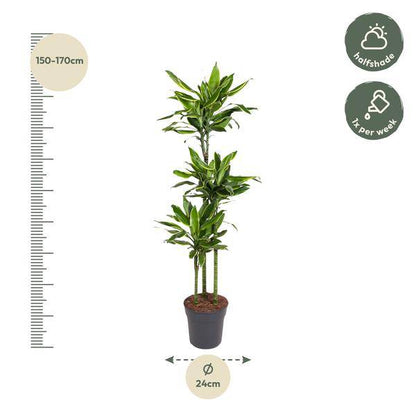 Drachenbaum – Dracaena Golden Coast 160cm – Ø24cm – Zimmerpflanze mit grünen & goldgelben Blättern – Elegante pflegeleichte Dekopflanze für Wohnzimmer, Büro & Wintergarten 
