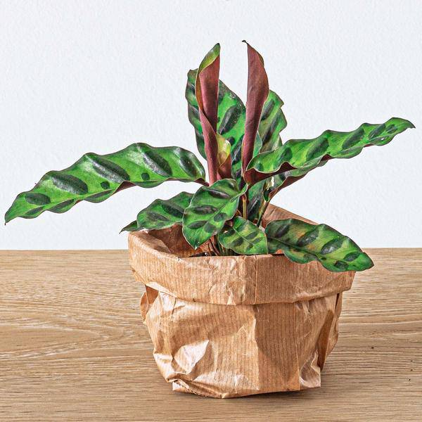 Flaschengarten-Set - Calathea Lancifolia - Nachfüllpackung & Starter-Kit-DIY 