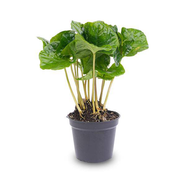 Kaffeepflanze Coffea Arabica – Terrarienpflanze 6cm – Pflegeleicht & Dekorativ – Perfekt für Terrarien & Kleine Innenräume 