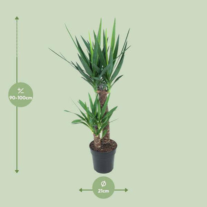 Riesen-Palmlilie - Yucca Elephantipes - Zimmerpflanze - Ø21cm - ↕100cm 