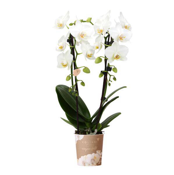 Weiße Phalaenopsis-Orchidee Niagara Fall – Ø9cm – Blühende Zimmerpflanze – Luxuriöse, langlebige weiße Blüten – 35-40cm hoch 