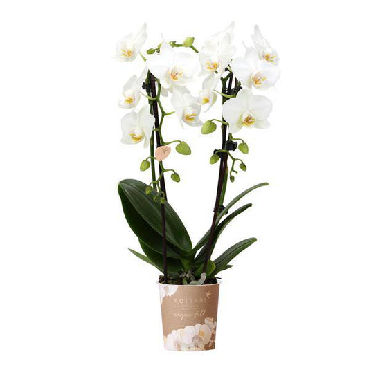 Weiße Phalaenopsis-Orchidee Niagara Fall – Ø9cm – Blühende Zimmerpflanze – Luxuriöse, langlebige weiße Blüten – 35-40cm hoch 
