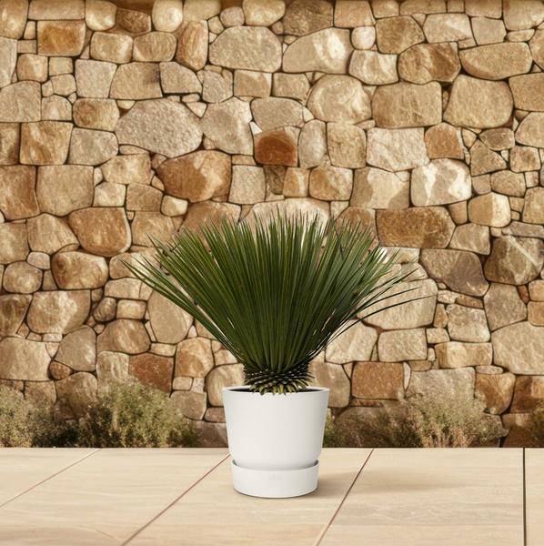 Palmlilie – Yucca Rostrata – Zimmerpflanze 80cm – Ø30cm – Exotische Wüstenpflanze mit blaugrauen Blättern – Pflegeleichte Kübelpflanze für Wohnzimmer, Terrasse & Wintergarten 