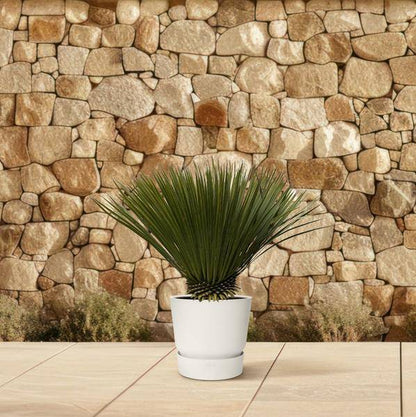 Palmlilie – Yucca Rostrata – Zimmerpflanze 80cm – Ø30cm – Exotische Wüstenpflanze mit blaugrauen Blättern – Pflegeleichte Kübelpflanze für Wohnzimmer, Terrasse & Wintergarten 