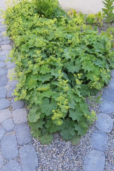 Weicher Frauenmantel Alchemilla mollis – ↕10-25cm – Ø9cm – 6 Pflanzen – Bodendecker & Staude für Beete, schattige Plätze & Garten 