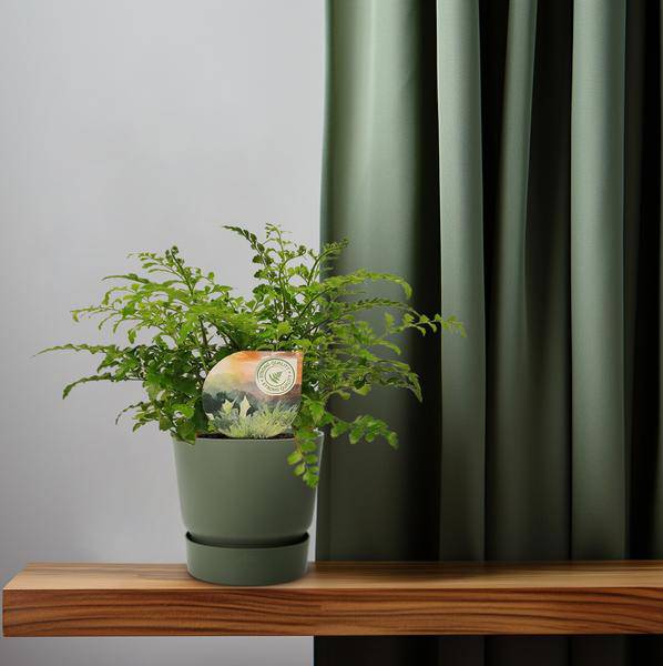 Nestfarn - Asplenium Parvati - Zimmerpflanze - Ø12cm - ↕35cm 