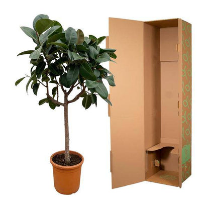 Gummibaum – Ficus Elastica Robusta – 200 cm hoch – Ø40 cm Topf – Große Zimmerpflanze mit glänzenden Blättern – Pflegeleicht & luftreinigend – Ideal für Wohnzimmer & Büro 