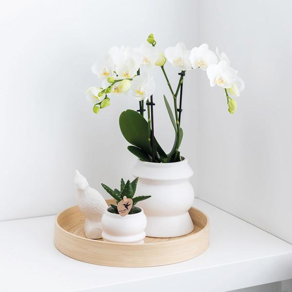 Überraschungsbox - 4 verschiedene Orchideen 