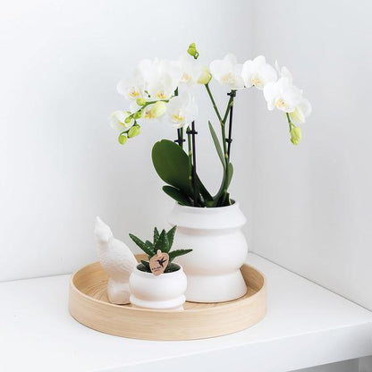Überraschungsbox - 4 verschiedene Orchideen 
