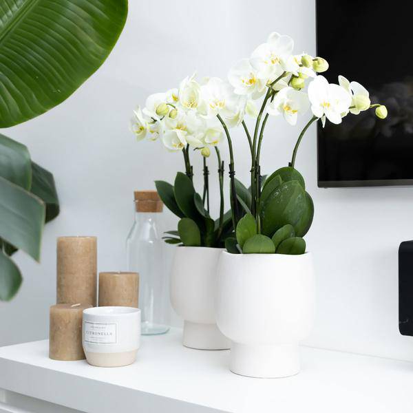 Weiße Phalaenopsis Orchidee Juwel Gent – Blühende Zimmerpflanze – Ø12cm – Elegante weiße Blüten – Perfekt für Zuhause & Büro 