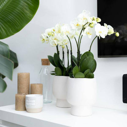Weiße Phalaenopsis Orchidee Juwel Gent – Blühende Zimmerpflanze – Ø12cm – Elegante weiße Blüten – Perfekt für Zuhause & Büro 