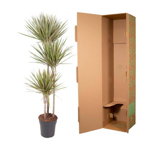 Drachenbaum – Dracaena Bicolor Carrousel 150cm – Ø24cm – Zimmerpflanze mit zweifarbigen Blättern in Grün & Cremeweiß – Pflegeleichte dekorative Grünpflanze für Wohnzimmer, Büro & Wintergarten 