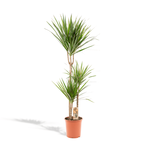 Drachenbaum Dracaena Marginata – Zimmerpflanze – Ø21cm x ↕120cm – Tropische Grünpflanze mit luftreinigender Wirkung – Pflegeleicht – Ideal für Wohnzimmer & Büro 