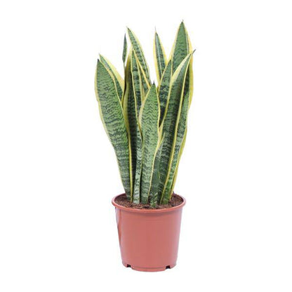 Bogenhanf Sansevieria Trifasciata Laurentii – Schwiegermutterzunge – Zimmerpflanze – Ø14 cm Topf – ca. 40-50 cm hoch – Luftreinigend & Pflegeleicht – Halbschatten 