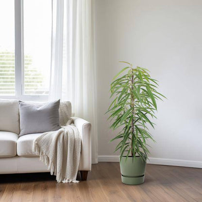 Schmalblättrige Birkenfeige - Ficus Binnendijkii Alii - Zimmerpflanze - Ø21cm - ↕80cm 