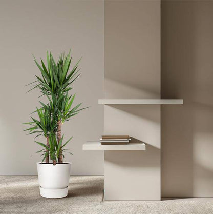 Riesen-Palmlilie – Yucca Elephantipes – Zimmerpflanze – Ø34cm – ↕180cm – Pflegeleicht & Robust – Für Innen & Außen 