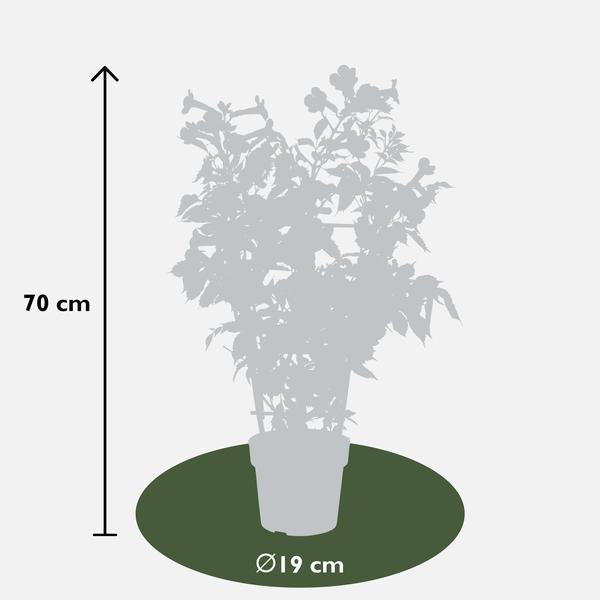 Klettertrompete - Campsis 'Indian Summer' - ↨65cm - Ø15cm - 2 Stück 