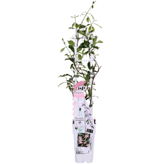 Sternjasmin Trachelospermum 'Star of Ibiza' – Rosa – Immergrüne Kletterpflanze – ca. 65cm Höhe – Duftender mediterraner Jasmin für Terrasse & Balkon 