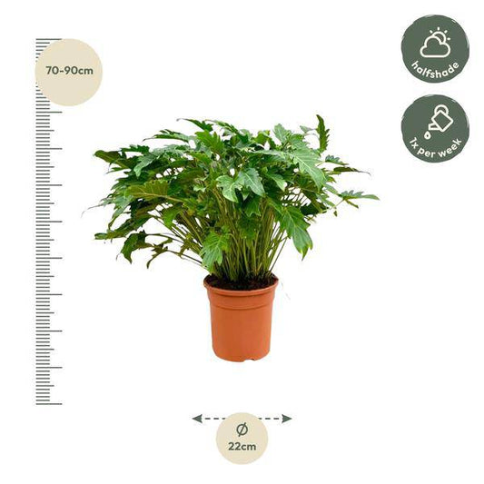 Philodendron Xanadu – Baumfreund – ca. 80cm hoch – Ø27cm – Tropische Zimmerpflanze mit dekorativen Blättern – Pflegeleichte Grünpflanze für Wohnzimmer & Büro 