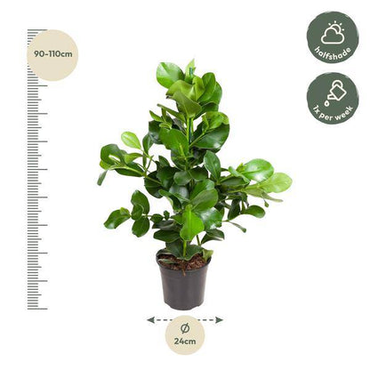 Balsamapfel – Clusia Rosea 130cm – Ø24cm – Zimmerpflanze mit dichten glänzenden Blättern – Robuste pflegeleichte Grünpflanze für Wohnzimmer, Büro & Wintergarten 