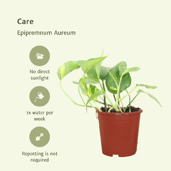 Efeutute - Epipremnum Aureum Scindapsus - Zimmerpflanze - 20cm - ø12cm - 2 Stück 