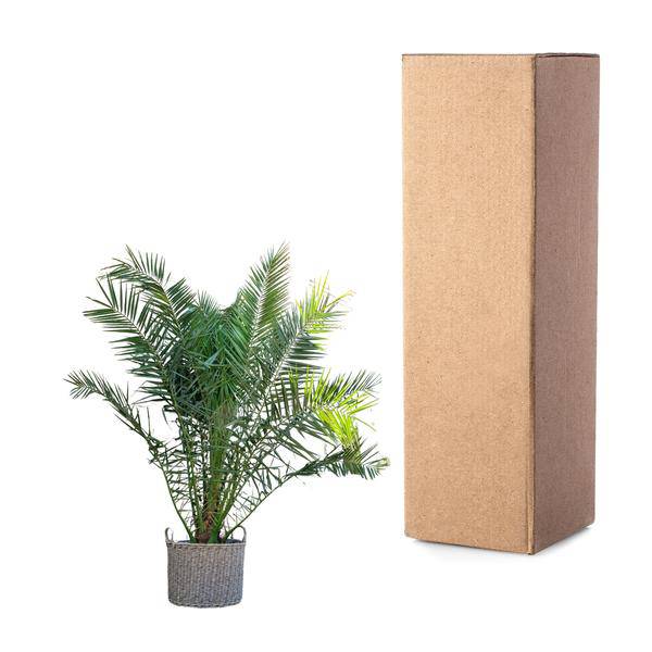 Phönix Canariensis – Kanarische Dattelpalme 300cm – Ø50cm – XXL-Palme mit gefiederten Blättern – Exotische Kübelpflanze für Wohnzimmer, Wintergarten, Terrasse & Garten – Pflegeleicht 
