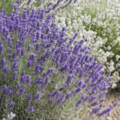 Lavender Lavandula 'Hidcote' – 6 Pflanzen – Reich blühender Lavendel – ↕10-25cm – Ø9cm – pflegeleicht & sonnig 