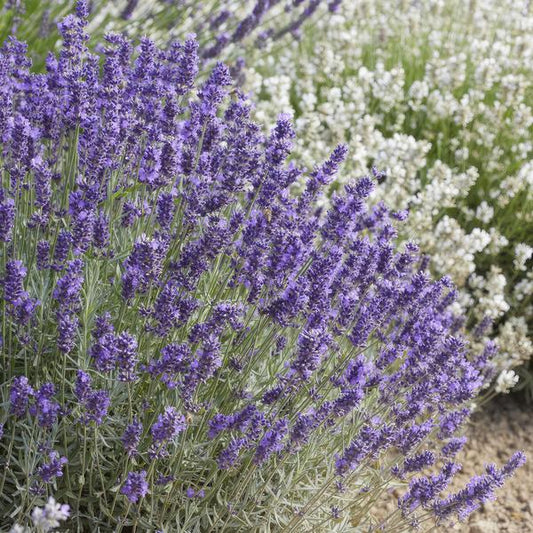 Lavender Lavandula 'Hidcote' – 6 Pflanzen – Reich blühender Lavendel – ↕10-25cm – Ø9cm – pflegeleicht & sonnig 
