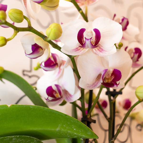 Weiße Phalaenopsis-Orchidee ‘Mineral Gibraltar’ – Blühende Zimmerpflanze – Ø9 cm-Topf – Elegante & langlebige Blüten – Orchidee für Fensterbank & Wohnraum 