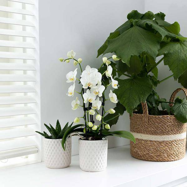 Weiße Phalaenopsis-Orchidee Niagara Fall – Ø9cm – Blühende Zimmerpflanze – Luxuriöse, langlebige weiße Blüten – 35-40cm hoch 