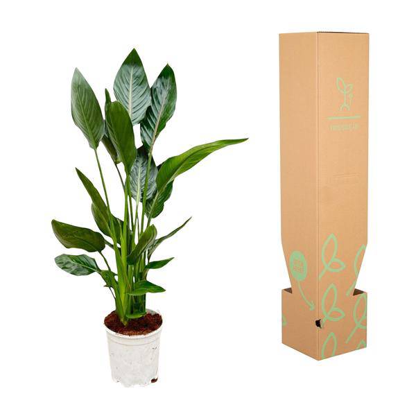 Paradiesvogelblume Strelitzia Reginae – Zimmerpflanze – Ø19cm – Höhe ca. 100cm – Exotische Blüten – Für Innen & Außen – Pflegeleicht 