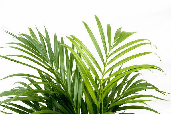 Goldfruchtpalme – Dypsis Lutescens – Areca-Palme – Zimmerpflanze 150cm – Ø24cm – Tropische Grünpflanze mit eleganten Wedeln – Exklusive Kübelpflanze für Wohnzimmer, Büro & Balkon – Pflegeleicht 