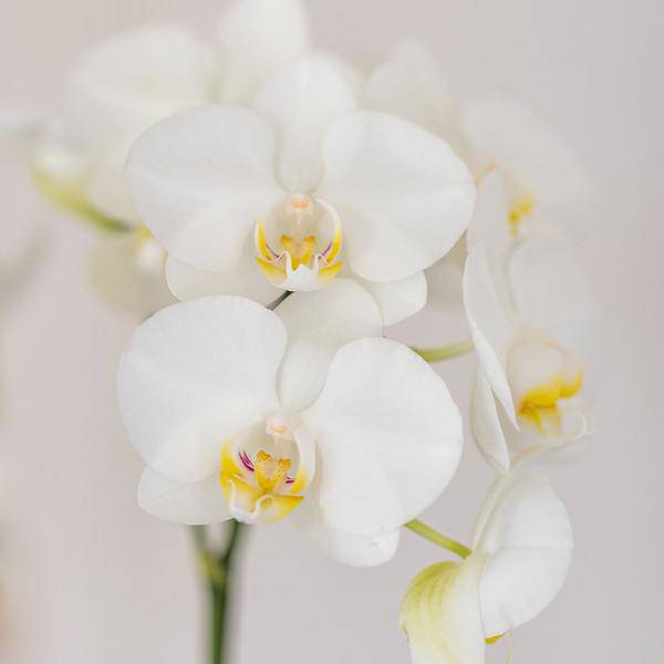 Amabilis Orchidee Weiß – Zimmerpflanze Ø9cm – inkl. Candy-Übertopf Blau – Elegante Orchidee mit 2–3 Blütenstielen – Dekorative Blütenpflanze für Wohnzimmer, Büro & Geschenkidee 