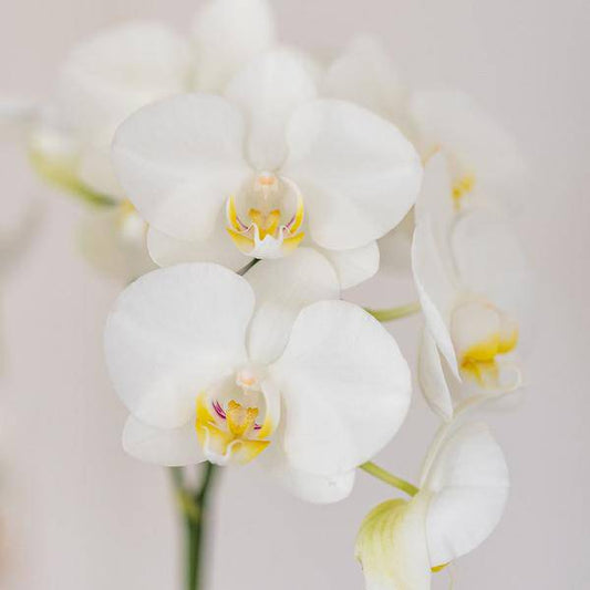 Amabilis Orchidee Weiß – Zimmerpflanze Ø9cm – inkl. Candy-Übertopf Blau – Elegante Orchidee mit 2–3 Blütenstielen – Dekorative Blütenpflanze für Wohnzimmer, Büro & Geschenkidee 
